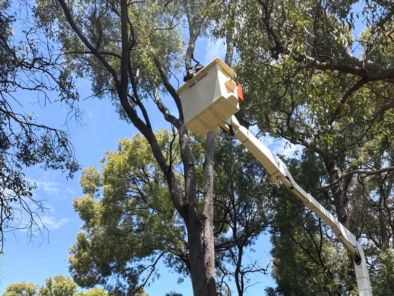 Professional tree pruning from a cherry picker