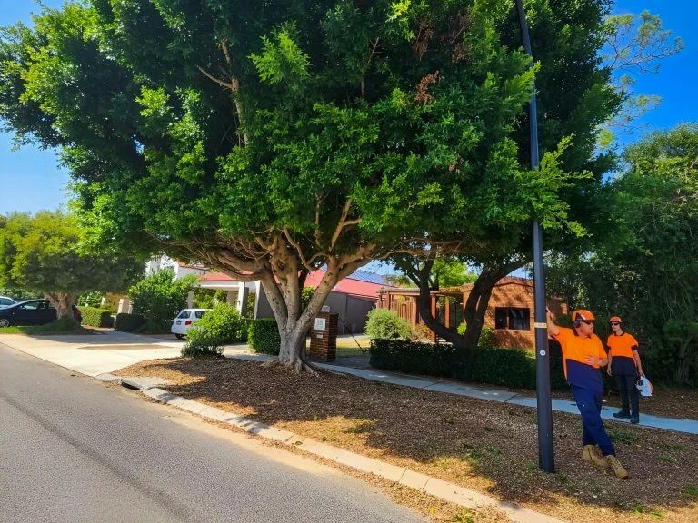 Professional crew performing tree pruning