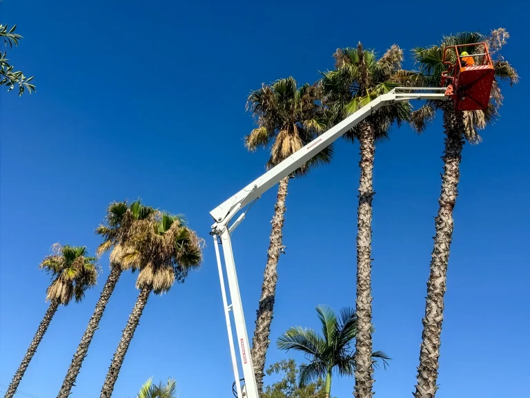 Palm tree pruning and removal by tree surgeon in cherry picker