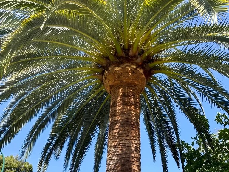 Palm tree trunk and fronds from below, suitable for palm removal assessment