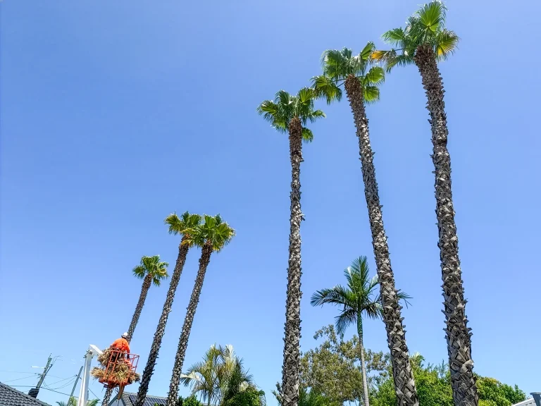 Mature palm trees scheduled for professional removal