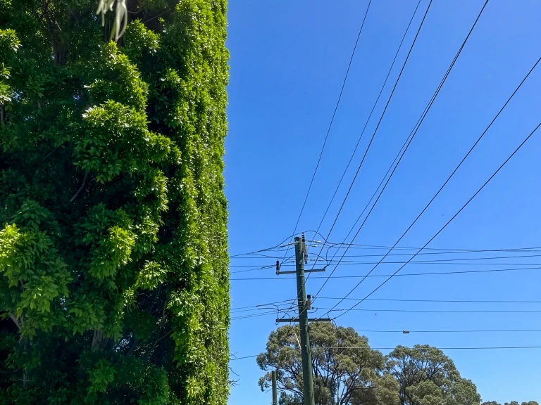 Proper tree clearance from power lines