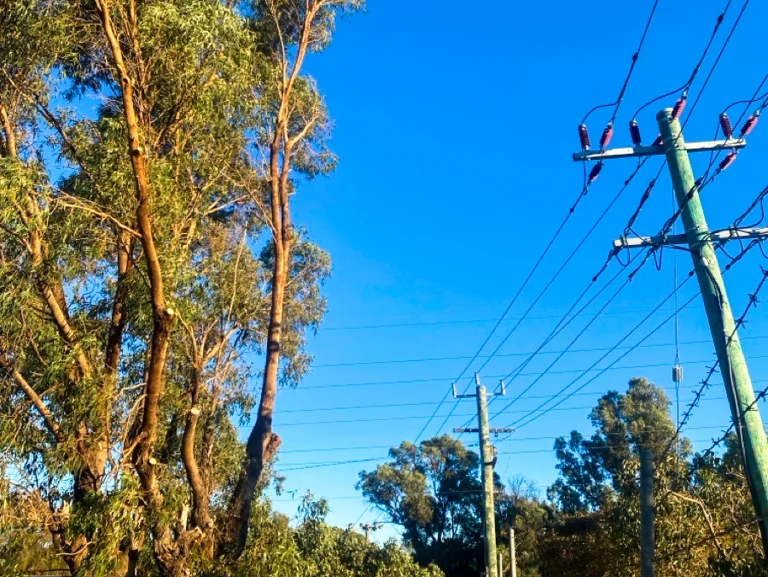 Tree and power line clearance for safety and reliability