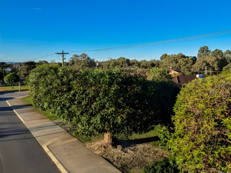 Trees professionally trimmed for power line clearance