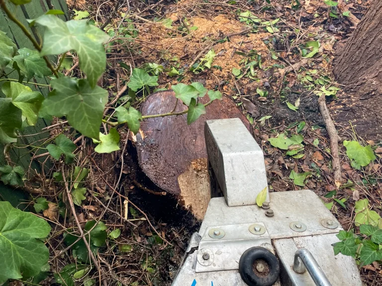 Tree stump grinder positioned for professional stump removal