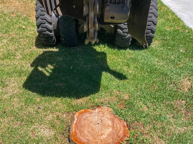 Stump grinder removing large tree stump