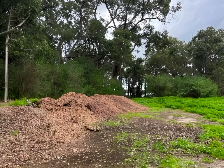 Fresh mulch piles near trees