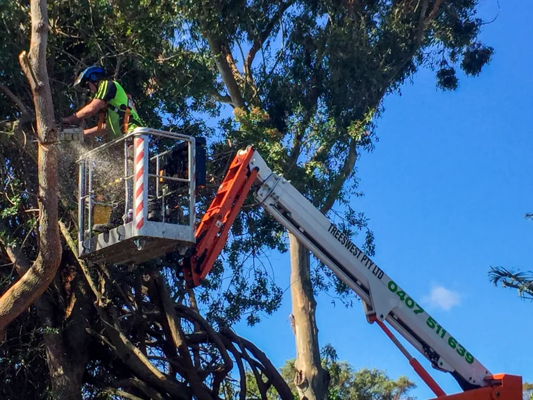 Arborist in lift removing tree branches with chainsaw