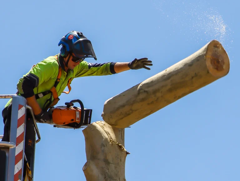 Arborist in safety gear performing professional tree felling with chainsaw