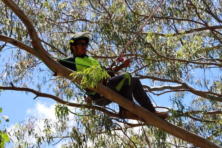 Arborist in safety gear securing rope for tree pruning