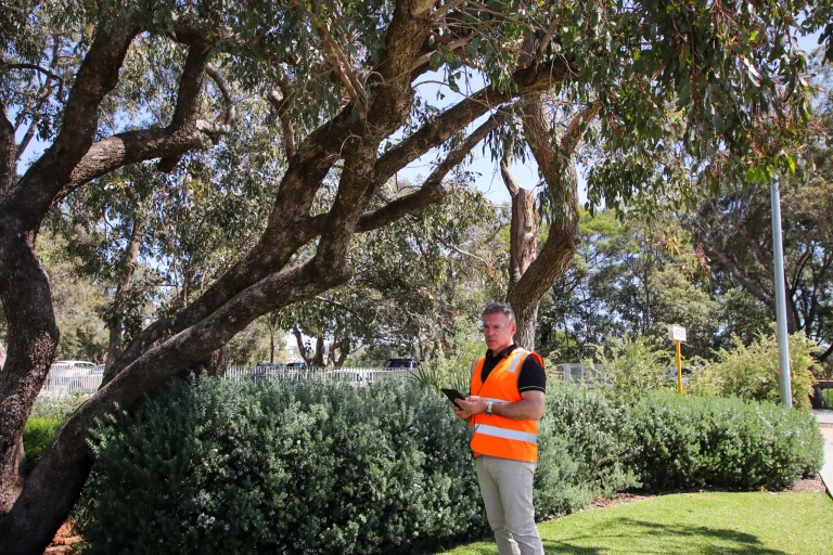 Arborist in safety vest performing tree assessment with tablet