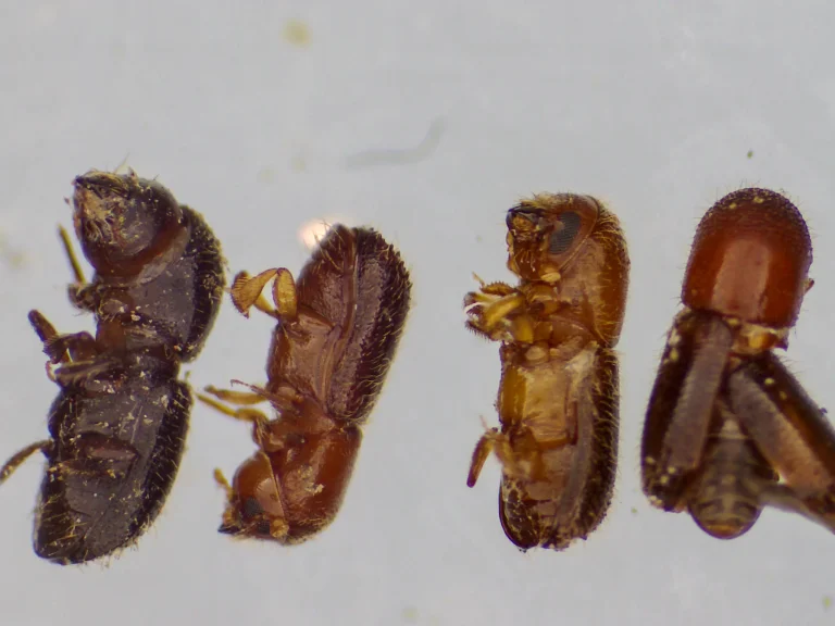 Polyphagous Shot-Hole Borer beetles for pest identification and management