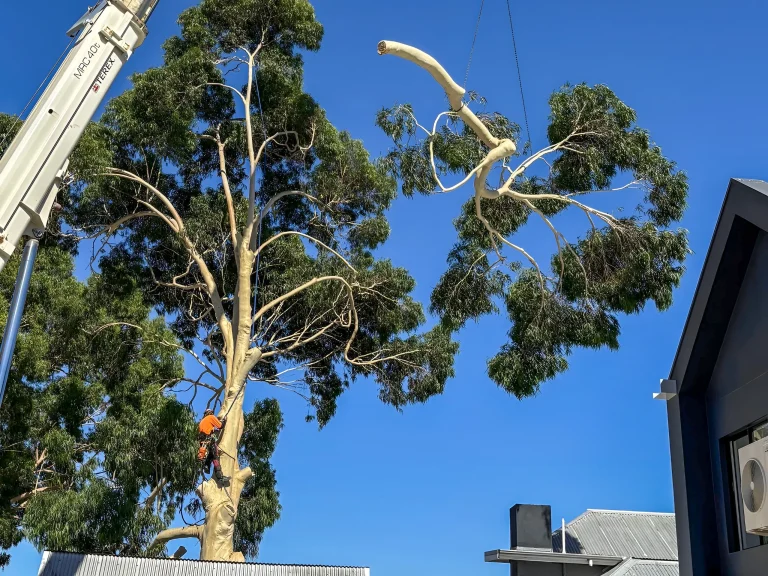 Crane-assisted tree branch removal near rooftops
