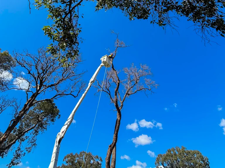 Cherry picker pruning of tall tree
